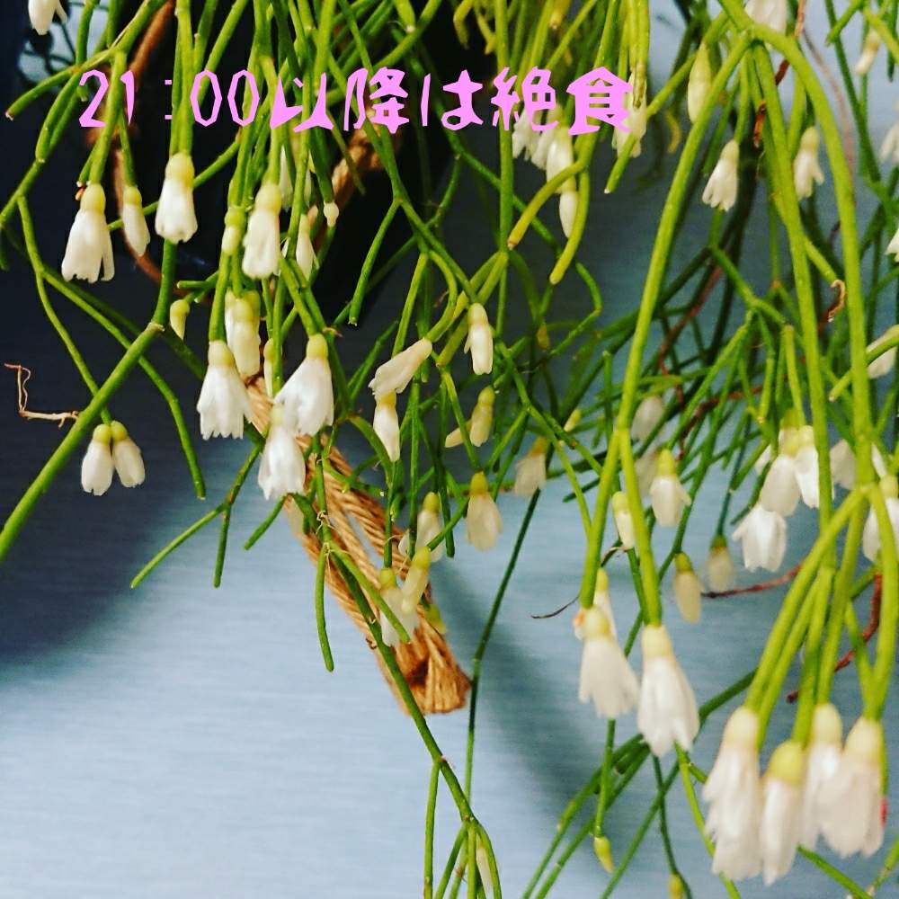 部屋の画像 by ぶちまけリーダーゆずちゃ画伯さん | 部屋とぶちまけリーダーとHTCとヘタレ同盟と繋がってるね。とHTC22(窓際希望)と富山支部とたまに散財とマジックで腹筋記入とまた500円貯金だ!と人生の選択と上田次郎メモと多肉婦人会とびびっと狩りとおおきくなあれと人生の名言とプラハンと潤い欲しい