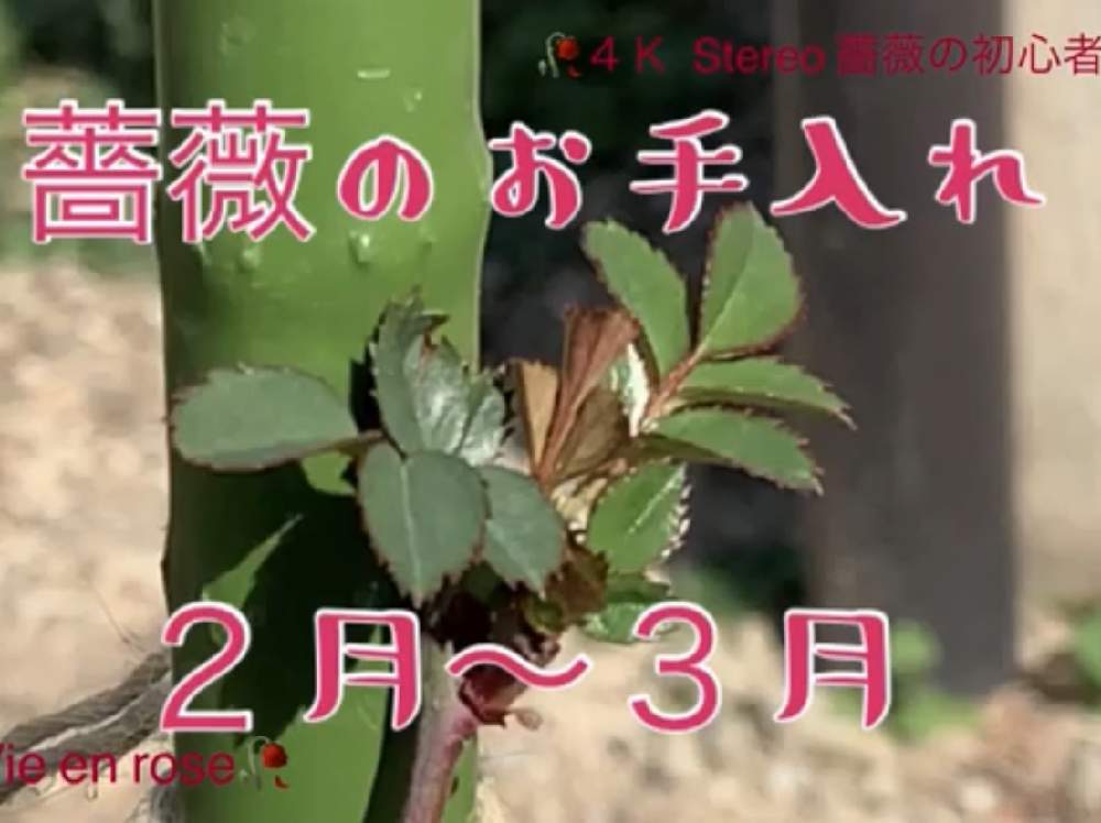 デスクの画像 by La Vie Noël La Vie en roseさん | デスクと小山内健と薔薇愛同盟とYouTubeデビューとバラの育て方と薔薇のお手入れとbeginner rose lessonと薔薇の年間おていれと新米ロザリアンと薔薇の初心者教室と花のある暮らしとyoutubeチャンネルと無農薬栽培と家庭菜園奮闘日記とバラ・ミニバラとロザリアンとバラのお手入れ