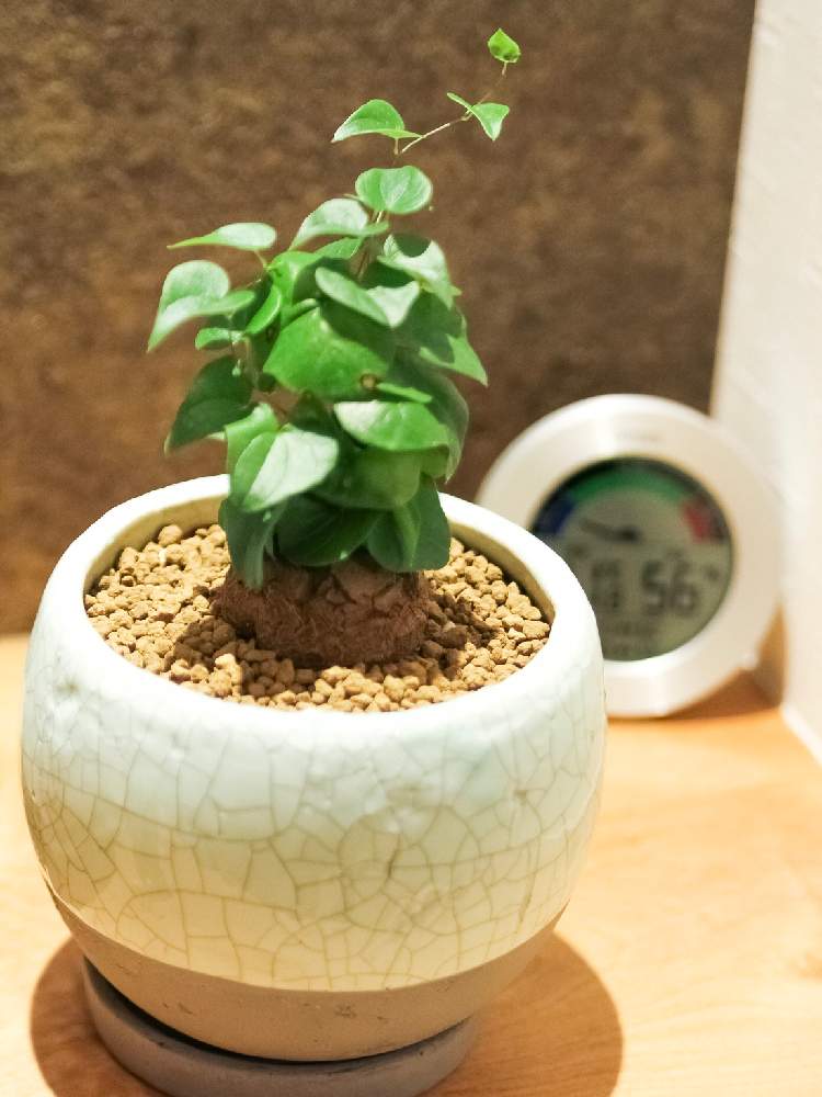 部屋の画像 by きりんさん | 部屋と亀甲竜と多肉植物とみどりのある暮らしと観葉植物と観葉植物初心者とコーデックスと塊根植物とコーデックス普及委員会と観葉植物のある暮らしとディオスコレア・エレファンティペスと亀甲竜。