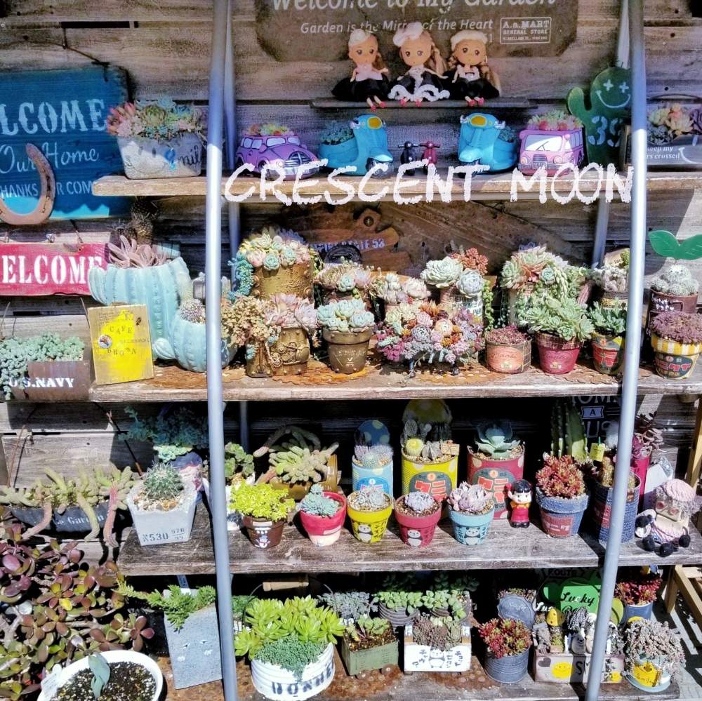 棚の画像 by *☆三日月☆*さん | 棚とCAM植物と多肉植物とHTCと多肉棚DIYと『冬を飾るシクラメン』フォトコンテストと多肉のある暮らしと雑貨好き♡と多肉色物とリメ缶・リメ鉢と多肉寄せ植え