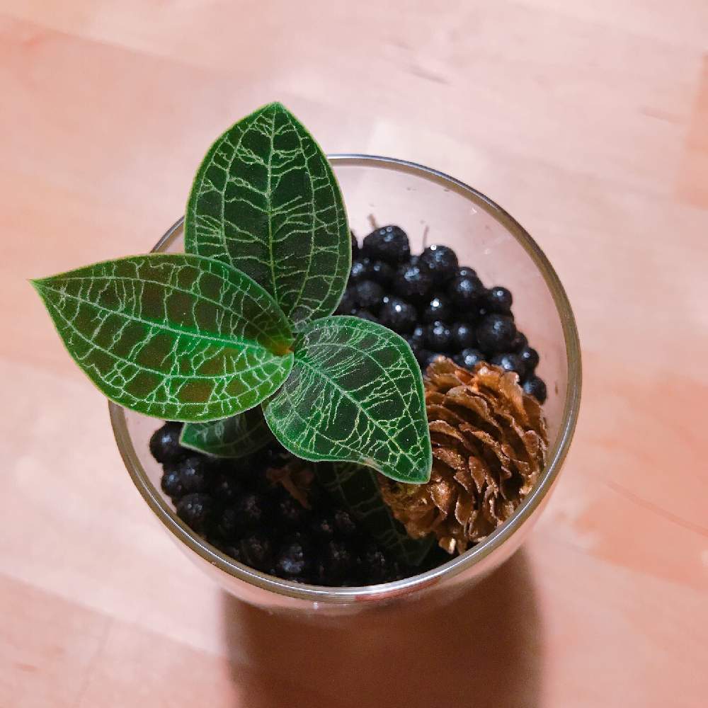 部屋の画像 by つぎたてのビールさん | 部屋とジュエルオーキッド マコデスペトラと観葉植物とジュエルオーキッド