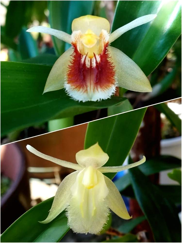 部屋の画像 by 阿南田零さん | 部屋とセロジネ フィンブリアタとcoelogyne fimbriataと着生植物と洋蘭と着生ランとCoelogyne属とラン科と冬の花と洋蘭広め隊と洋ランと白色植物コンテスト2019と花のある暮らしと白い花とセロジネ属と洋蘭原種とCoelogyne