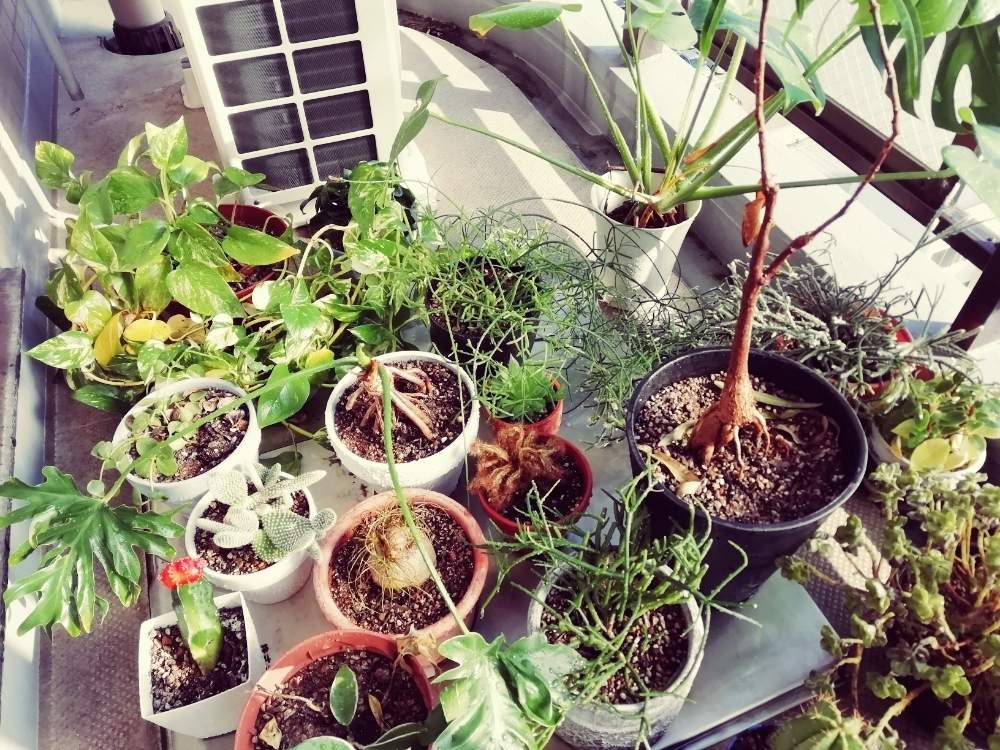 バルコニー/ベランダの画像 by mikity.comさん | バルコニー/ベランダと観葉植物と水やりと休日とワクワクと多肉大好きと全員集合と癒しと窓際緑化とno green no lifeと植中毒と日光浴とたまらん♡と増えてますとジャングル化計画と観葉植物がスキといやされると春が近い?と青空