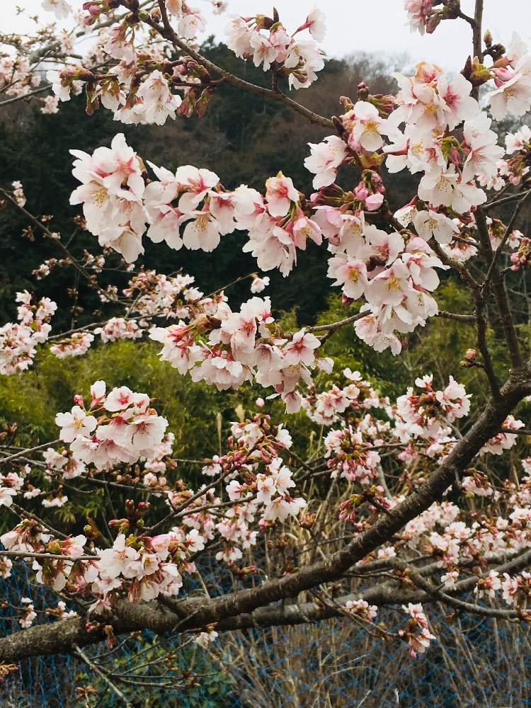 お出かけ先の画像 by たえポンさん | お出かけ先と秦野市蓑毛と桜ともみじのワクワク広場と花のある暮らしと玉縄桜♡
