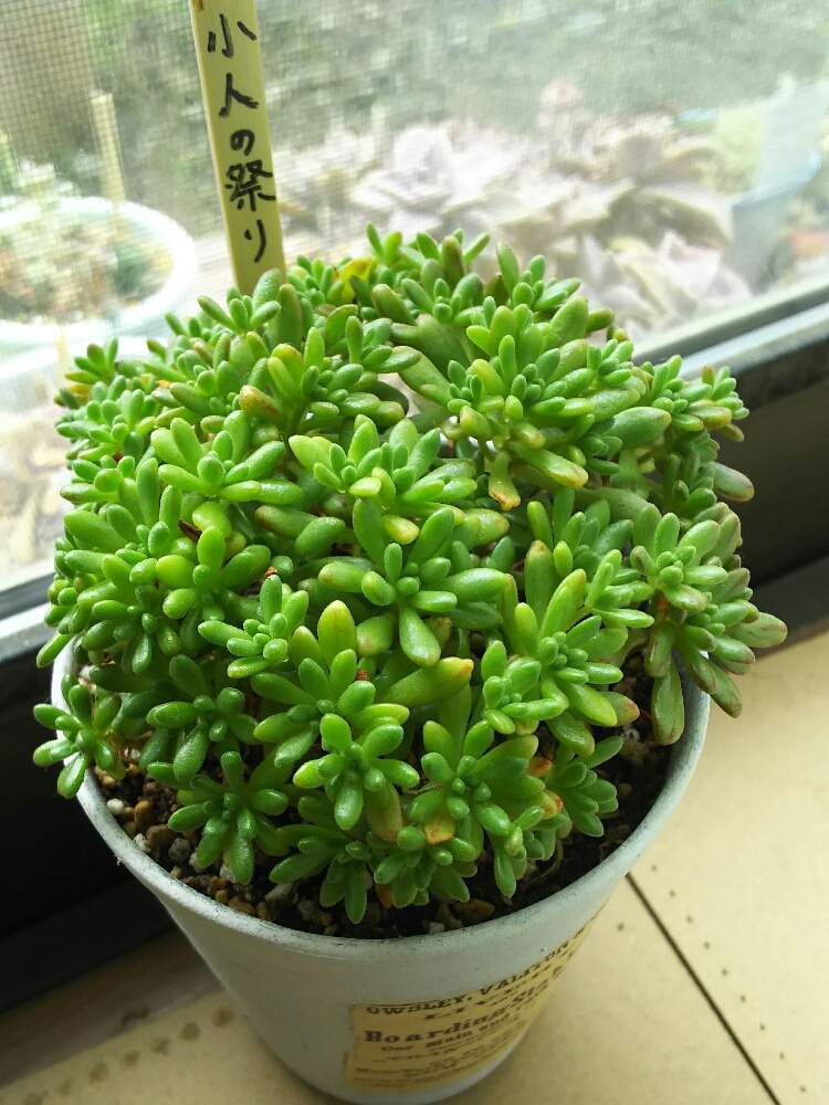 窓辺の画像 by ろろさん | 窓辺と小人の祭り1と多肉のある暮らしと多肉植物とタニク初心者