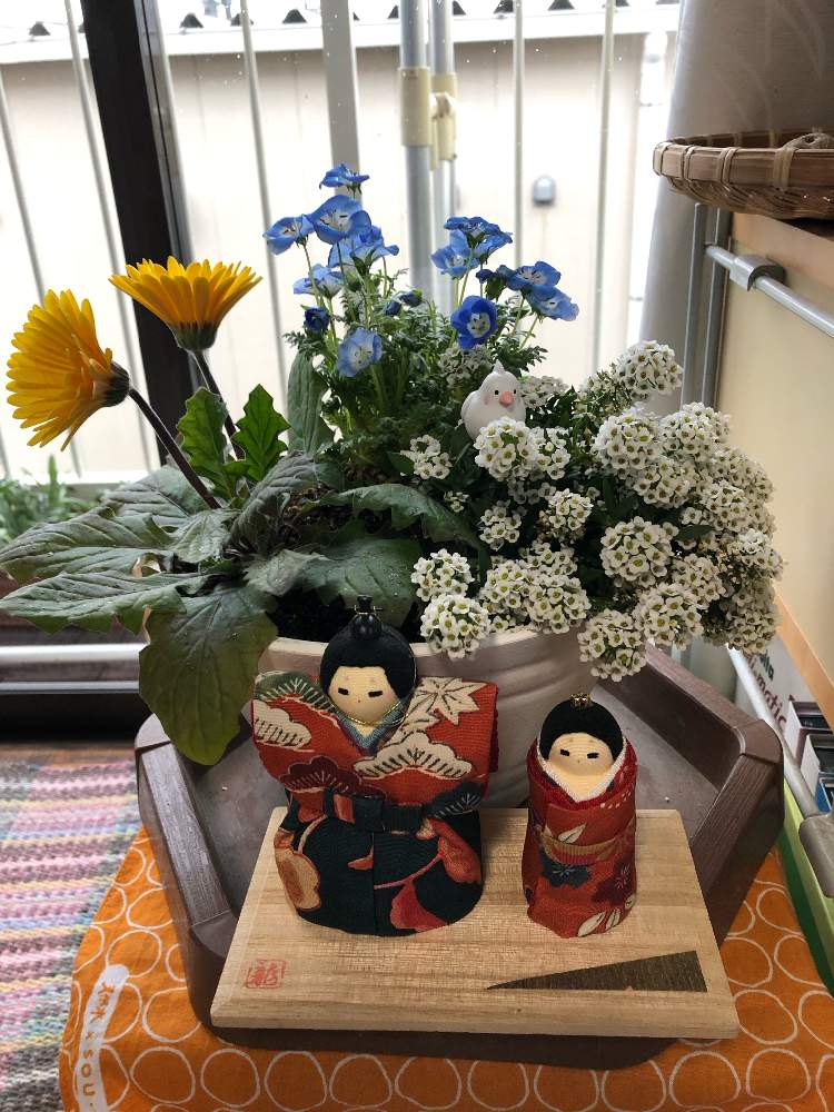 の画像 by asamimimiさん | 花のある暮らしと寄せ植えも初心者