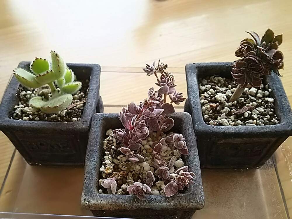 部屋の画像 by さすけくんさん | 部屋とセダム属と多肉植物とカット苗とコチレドン属と水分補給と多肉 熊童子とサンバースト 綴化とレモータ♪