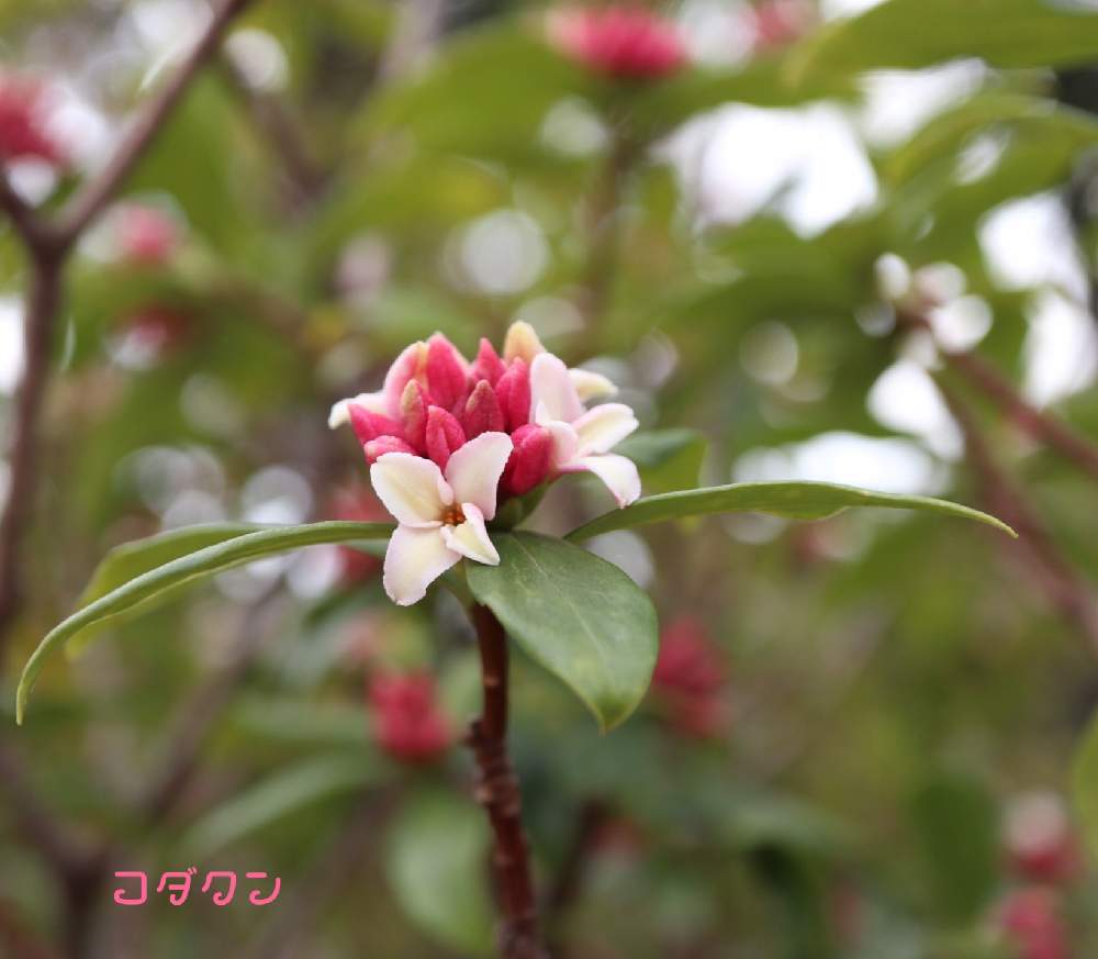 お出かけ先の画像 by コダクンさん | お出かけ先とジンチョウゲとキュンキュン乙女倶楽部とEOS M100とキュンキュン乙女俱楽部no.108とピンクの花とふゆとワクワクドキドキと可愛い〜♡といい香りと花のある暮らしと小さな花とげんき!