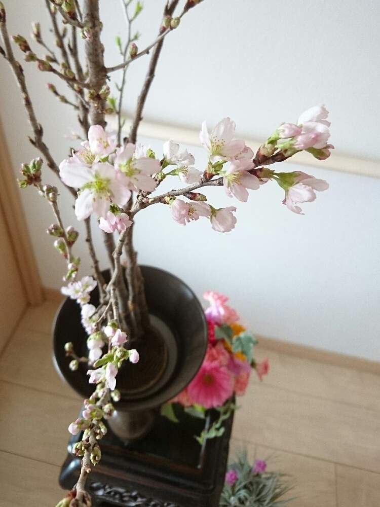 部屋の画像 by うらら花さん | 部屋とサクラサクとお花を楽しむとflowersと『早春に咲いた花』フォトコンテストとGS映えとはるが来た!と綺麗と池坊とspringとflowerといけばなと可愛いと花のある暮らしとお花
