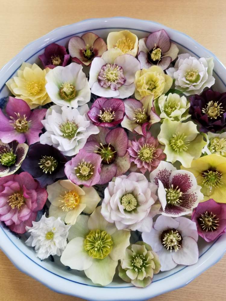 お出かけ先の画像 by さとみさん | お出かけ先と美しい☆とクリスマスローズの花と花のある暮らしと私好み♡