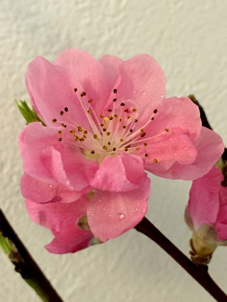 部屋の画像 by Flower✴︎さん | 部屋とひな祭りと春♡と素敵なお出迎え♡とイキイキ 元気とGS映えと感謝♡ありがとう♡と花のある暮らしとかわいいと家庭菜園奮闘日記と元気✨と春のよそおいと素敵インテリア♡と癒し♡と咲いた!と可愛い♡