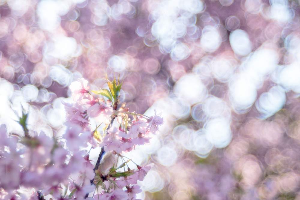お出かけ先の画像 by ゆーのさん | お出かけ先と河津桜と色が素敵とお花を楽しむと心落ち着くとオールドレンズと『早春に咲いた花』フォトコンテストと日本庭園とGS映えと今日の一枚と優しい色の花と癒され風景と花のある暮らしとお花といやされると写真好きな人と繋がりたいとふんわりと 河津桜