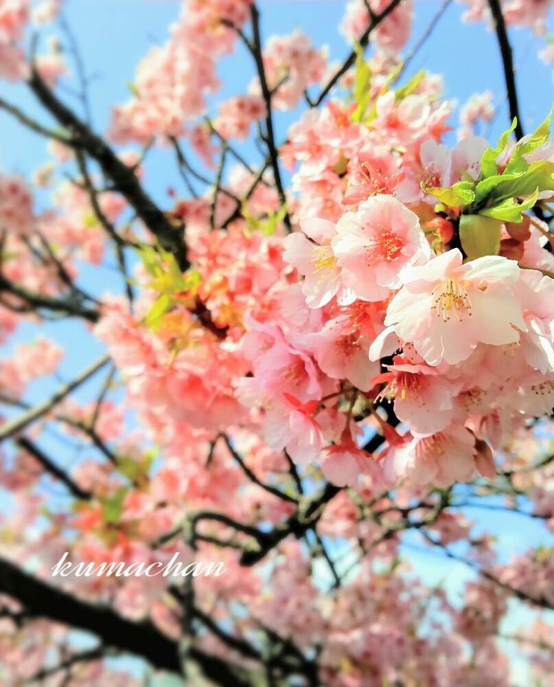 お出かけ先の画像 by Kumachanさん | お出かけ先とHTCとキュンキュン乙女倶楽部と2019桃色投稿と災害に負けないで✊と12月生まれ♪と可愛すぎ‼と頑張れ♡えっこと春だね~と頑張れ♡ばぁばさんと 河津桜