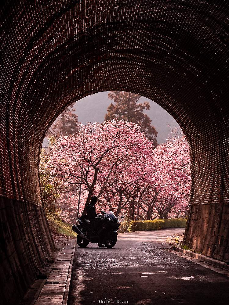 お出かけ先の画像 by Je suis…さん | お出かけ先と河津桜とサクラと桜並木と河津の桜並木と愛知とamour.とシルエット好きと好きな色とお気に入りとJe suis… ,verte.と『早春に咲いた花』フォトコンテストと愛知県新城市と植中毒と好き♡とTrès bien!