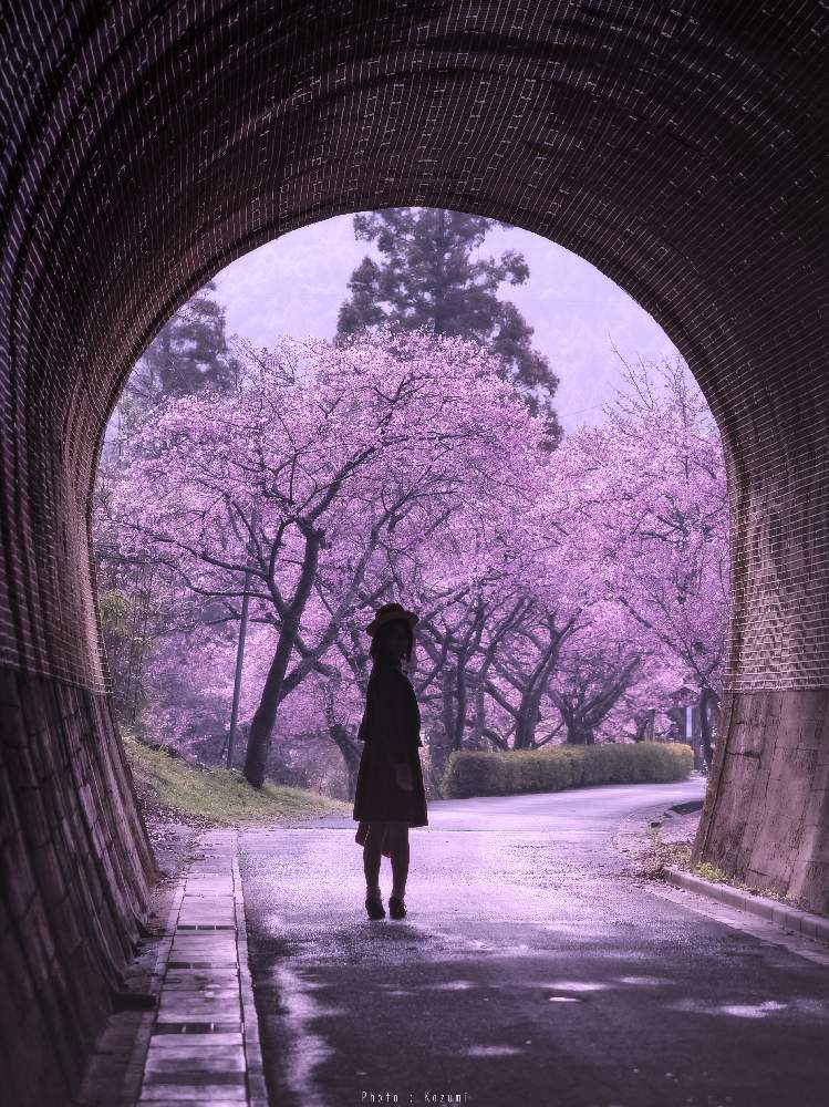 お出かけ先の画像 by Je suis…さん | お出かけ先と河津桜とサクラと桜並木と河津の桜並木と愛知とamour.と好きな色とお気に入りとJe suis… ,verte.と『早春に咲いた花』フォトコンテストと愛知県新城市と植中毒と好き♡とTrès bien!とシルエット好き