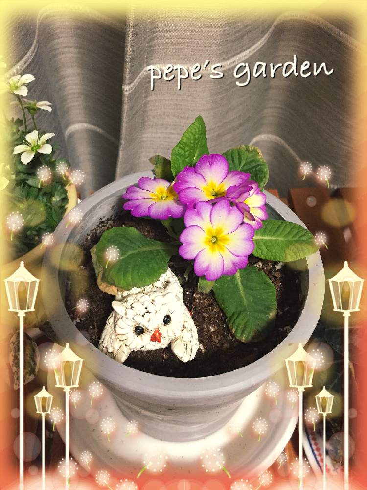 窓辺の画像 by ★pepe★さん | 窓辺と初心者ですとうつくしま福島と元気になって!と自己満足と癒しと東北とピンク❤︎ピンクとおきにいりと小さな幸せ♡と鉢植えと可愛いと花のある暮らしとプリムラジュリアン♡とリビング窓辺とiPhone撮影