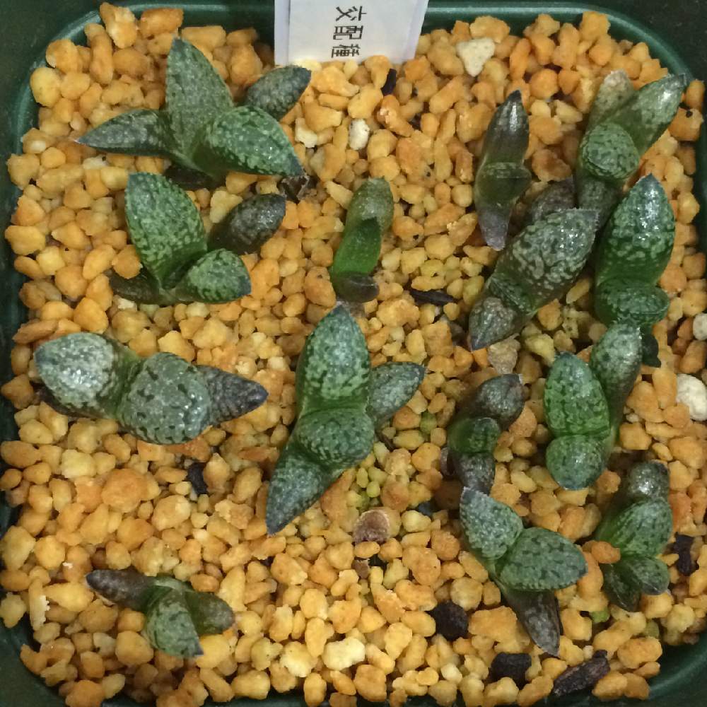 部屋の画像 by ツネマツさん | 部屋と実生ハオルシアと増殖中とハオルチア属としぞーか勢とHaworthia:ハオルチア/ハオルシアと植中毒とハオルシア属 と多肉植物とサボテンと実生と❤️いいね、ありがとうと実生苗と多肉野郎と成長記録と珍奇植物と静岡と夫婦揃って植中毒と多肉初心者とLED栽培とLED