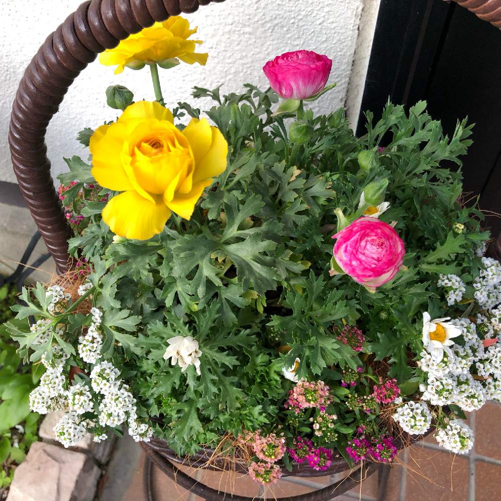 玄関の画像 by ラッキーねこさん | 玄関と花のある暮らしと寄せ植えとバスケットとチーム福岡
