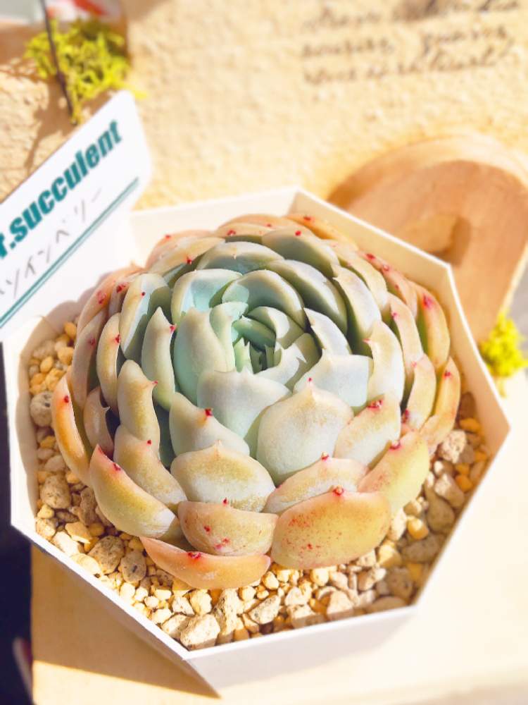 バルコニー/ベランダの画像 by mamireさん | バルコニー/ベランダとツインベリーと多肉植物とliersucculentと多肉狩り病と多肉大好きとベランダ多肉とGS映えとlier苗と可愛い多肉ちゃん❤︎と多肉好きな人と繋がりたいとエケベリア属と多肉女子と多肉の土とタニラーと韓国苗と花のある暮らしと多肉初心者と多肉多肉多肉とバルコニストとiPhone撮影と多肉植物 多肉の有るくらし