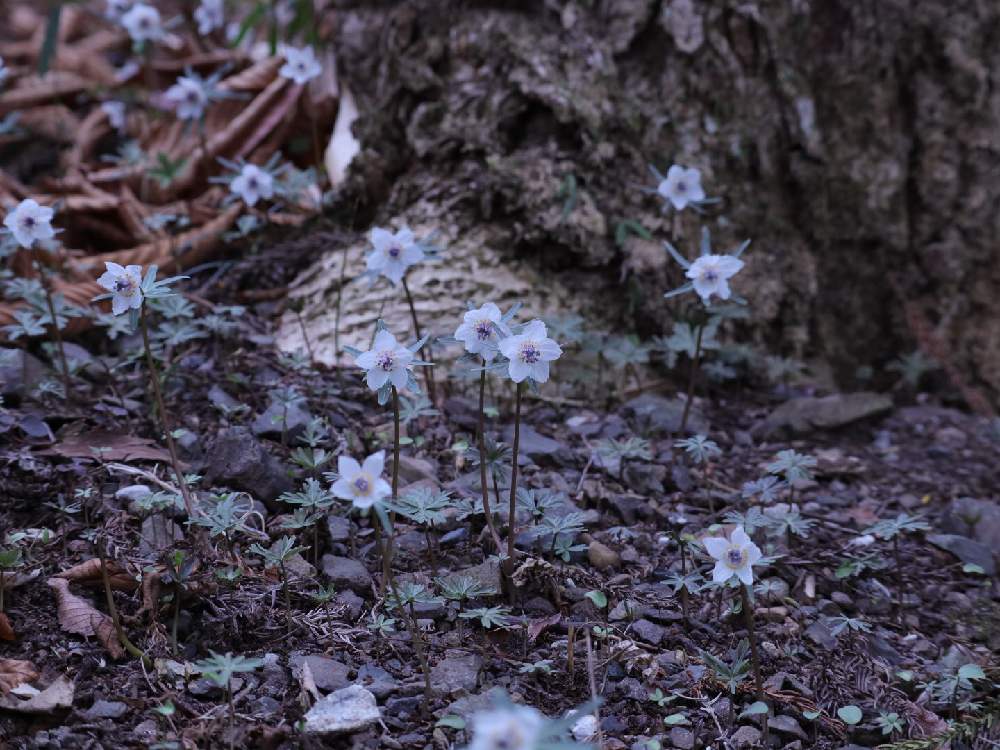 お出かけ先の画像 by kumagusuさん | お出かけ先と春の妖精とかれんな花とno green no lifeとセツブンソウ。と群生地といっぱいとスプリングエフェメラル
