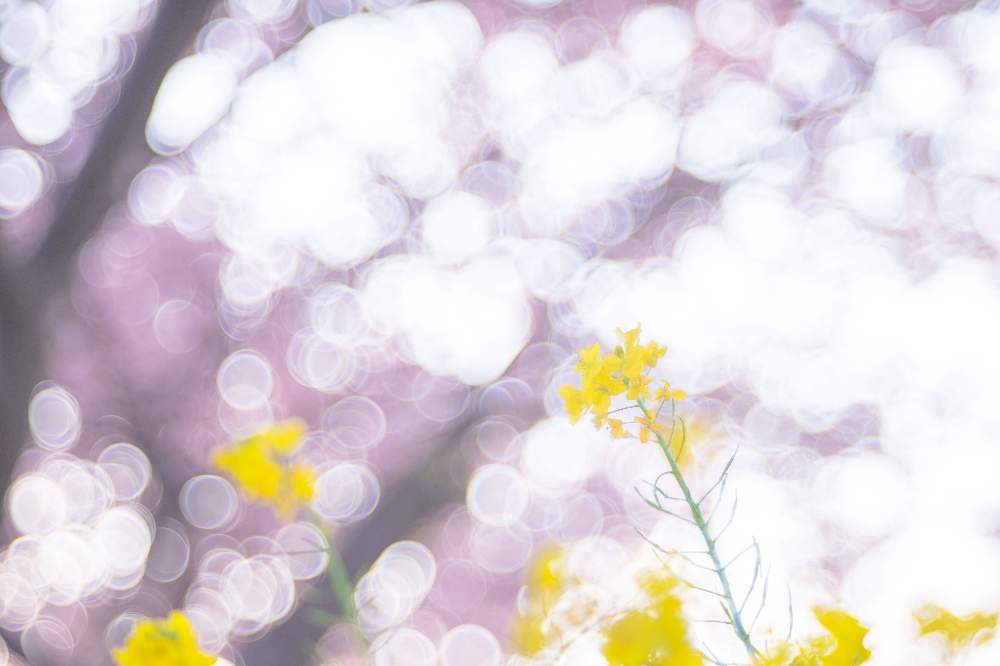 お出かけ先の画像 by ゆーのさん | お出かけ先と河津桜と菜の花と色が素敵とお花を楽しむと心落ち着くとオールドレンズとアップ写真と『早春に咲いた花』フォトコンテストと日本庭園とGS映えと今日の一枚と優しい色の花と癒され風景と花のある暮らしとお花といやされると写真好きな人と繋がりたいと菜の花♪とふんわりと 河津桜
