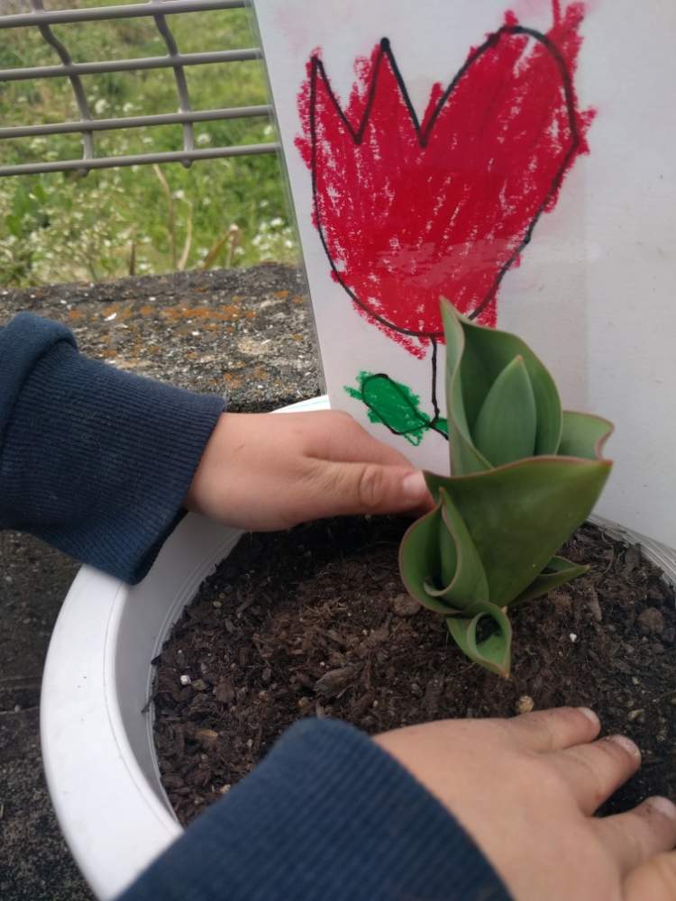寝室の画像 by aaさん | 寝室とチューリップとみどりのある暮らしと春のお花とはっぱとお庭の植物と鉢植えと観察中と九州北部とかわいいとこどもの作品