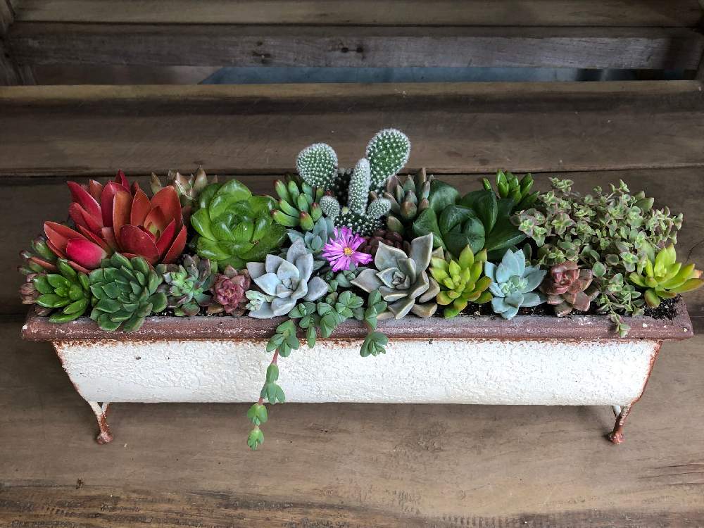 お出かけ先の画像 by お花屋さんさん | お出かけ先と寄せ植え教室と多肉植物とHTCとキュンキュン乙女倶楽部とハオルチア属とありがとう♡とチームブラックと多肉植物寄せ植えと多肉のある暮らしと楽しかった♪と多肉女子と多肉好きと可愛いと 碧魚連と花のある暮らしとワークショップ