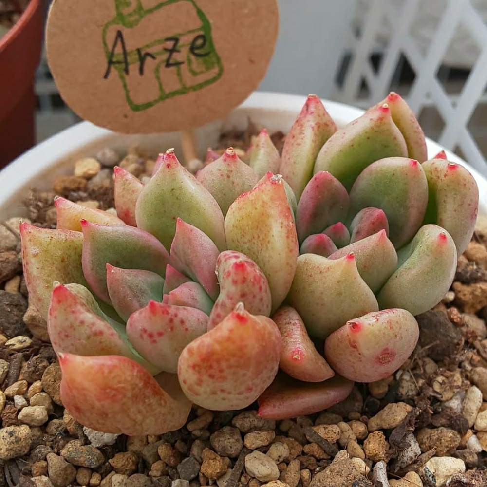 バルコニー/ベランダの画像 by Succulent so cute ♥さん | バルコニー/ベランダとArijieとarzeと大和高原の多肉屋さんとチーム大阪とno green no lifeとお気に入り~✴️と春の多肉ちゃんとエケベリア属とスマホ撮影加工なしとsucculent so cute ♥️とチームグリーンとgreenとSucculent Lifeとenjoy botanical life ♥️とcute ♥️ エケとcute ♥️ Arijieとso cute garden ♥️とGS萌え~✴️と多肉コレクション♥と葉っぱlove♥とsucculentとsucculent love ♥