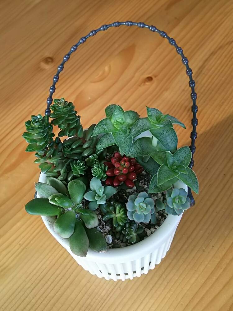 部屋の画像 by さすけくんさん | 部屋とセダム属と多肉植物と 虹の玉と寄せ植えと星乙女☆と 吹雪の松