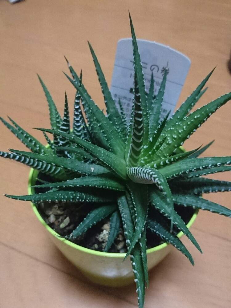 の画像 by よっちまんさん | 名前を教えて!と名前を教えて!と多肉植物と硬葉ハオルチアとハオルチア属と硬葉系とGS映えとハオルチア・十二の巻と 十二の巻と花のある暮らしと多肉初心者