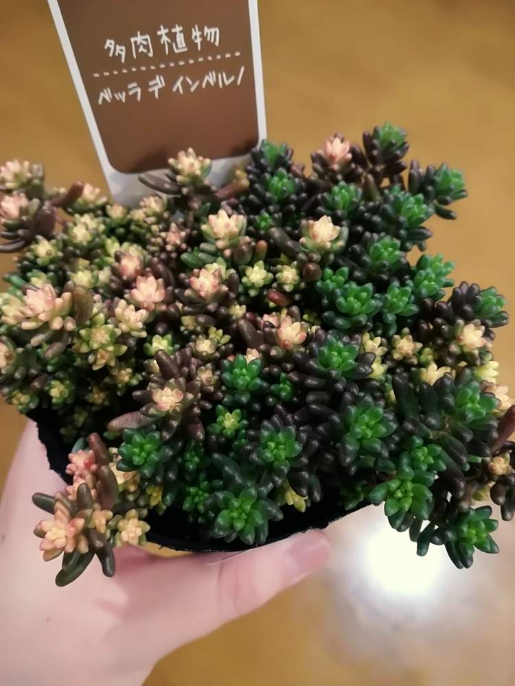 窓辺の画像 by junさん | 窓辺とセダム属と多肉植物とグリーンのある暮らしと多肉超超初心者と多肉大好きと多肉始めましたとGS映えと多肉のある暮らしと多肉女子とセダム好きとかわいい多肉ちゃん