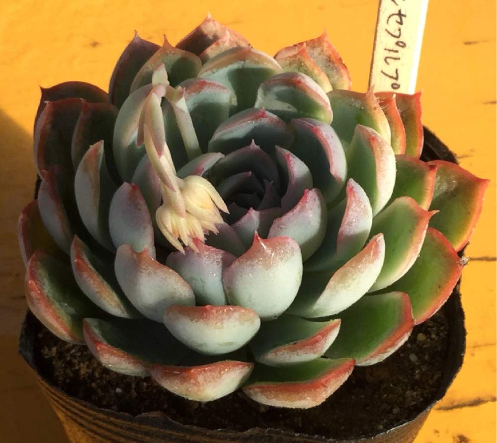 バルコニー/ベランダの画像 by 多肉植物専門店ビスタさん | バルコニー/ベランダと多肉植物と多肉男子と観葉植物と通販専門店とお誘いと翔んで埼玉とエケベリア センセプルプとGS映えと今日の一枚と植物男子ベランダーとエケベリア属と多肉女子とナウシカとタニラーとガーデニングと珍奇植物と花のある暮らしと多肉はいいよ〜!と埼玉解放戦線と多肉初心者とバルコニスト