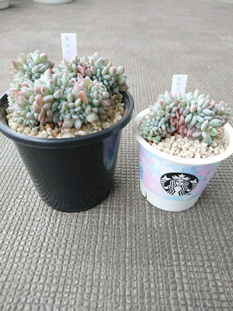 バルコニー/ベランダの画像 by ベランダ大好きさん | バルコニー/ベランダとラウリンゼ♪と多肉植物と千葉県と綴化多肉と二和園と植中毒とエケベリア属と多肉植物とサボテンとタニラーと珍奇植物と千葉タニラーとバルコニスト