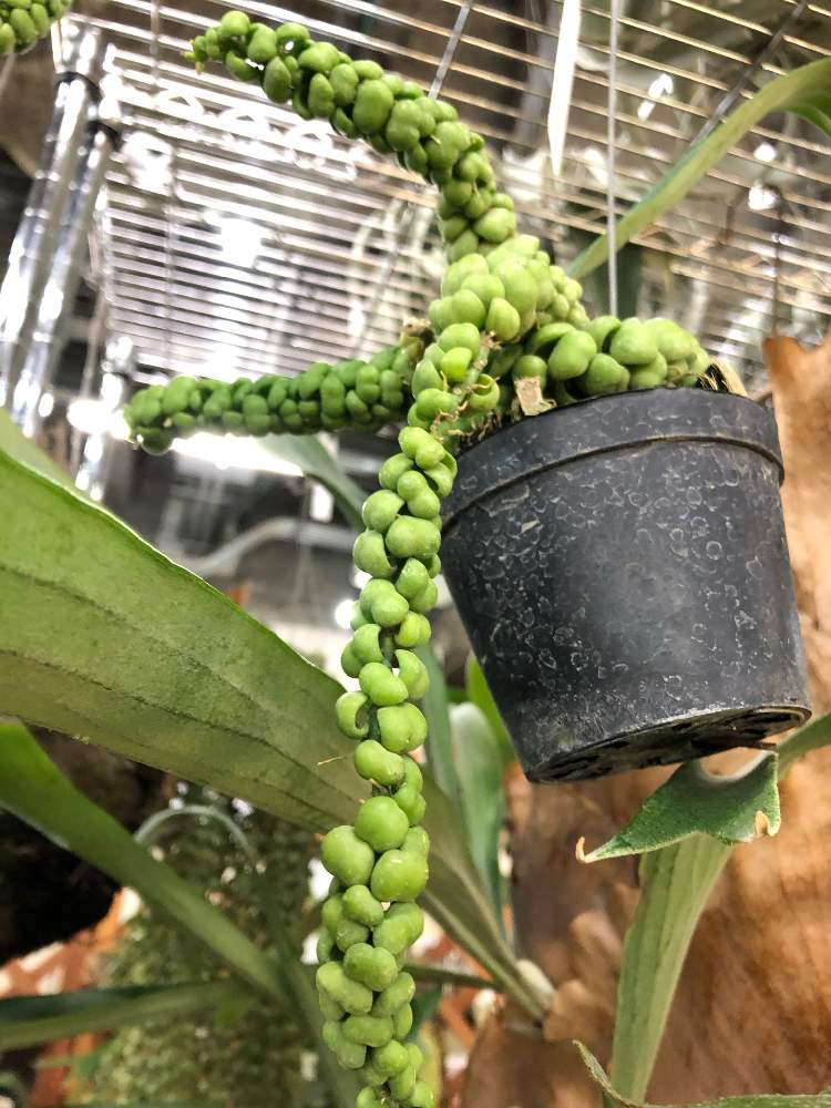 の画像 by 有限会社スリーフラワーさん | ディスキディアと本庄市と観葉植物とFAJと切花と観葉生産者と園芸店とGSのみなさんに感謝♡と今日の一枚と生花と埼玉県と吊り鉢とフラワーアレンジメントとガーデニングとスリーフラワーとディスキディア属