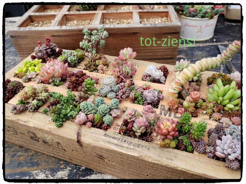 小さな庭の画像 by tot-ziens!(トット・シーンズ)さん | 小さな庭とセダム属と多肉植物とボタニカルライフとありがとう♡と升目の木箱と交配種と小さな多肉寄せ植えと工場のおじいさんシリーズとおきにいりといちかわふぁーむさんと紅葉(こうよう)とトットジーンズと工場からの風景と実生と花のある暮らしと自家製実生苗と古い物と採集して愛でる木箱