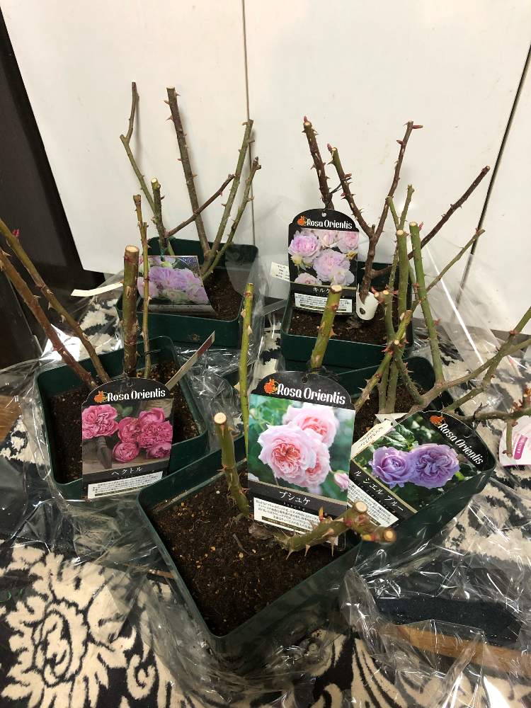 小さな庭の画像 by でぢゃぶぅさん | 小さな庭とばら バラ 薔薇と花のある暮らしと植中毒