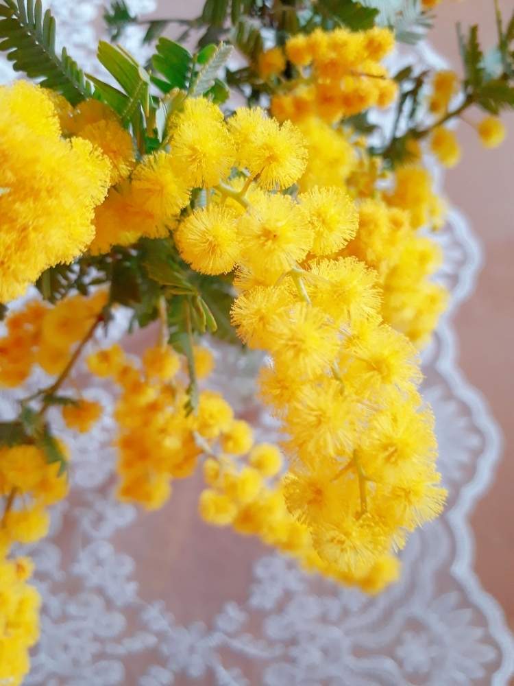 インテリアの画像 by Ꮇiimoƶa さん | インテリアと ミモザと国際女性デーとInternational Women's Dayとミモザの日と安定のLovely♡