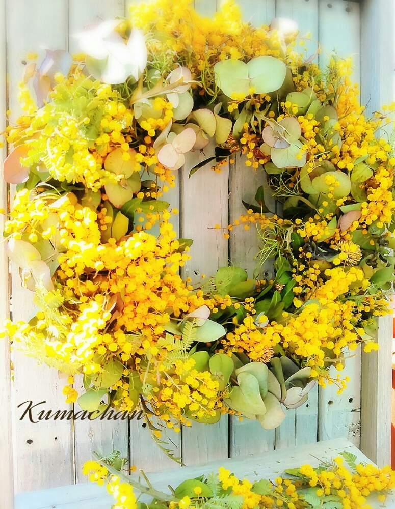 小さな庭の画像 by Kumachanさん | 小さな庭とHTCとキュンキュン乙女倶楽部と愛してるよと国際女性デーと災害に負けないで✊と12月生まれ♪と頑張れ♡えっこと春だね~とミモザリースとミモザの日と ミモザ