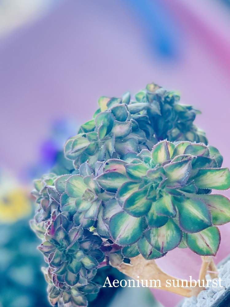 バルコニー/ベランダの画像 by リキオウさん | バルコニー/ベランダとサンバースト綴化と多肉植物とサンバースト アエオニウムと@naturalとGS映えとアエオニウム属と植中毒と意地でも外管理と室外組とタニラーと埼玉タニラーとアエオニウム好きとサンバースト 綴化とバルコニストとiPhone撮影