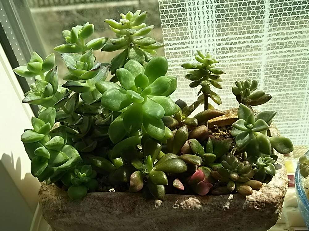 部屋の画像 by さすけくんさん | 部屋とセダム属と多肉植物とカット苗とブロンズ姫と寄せ植えと多肉・オーロラと星乙女☆と水分補給と 吹雪の松