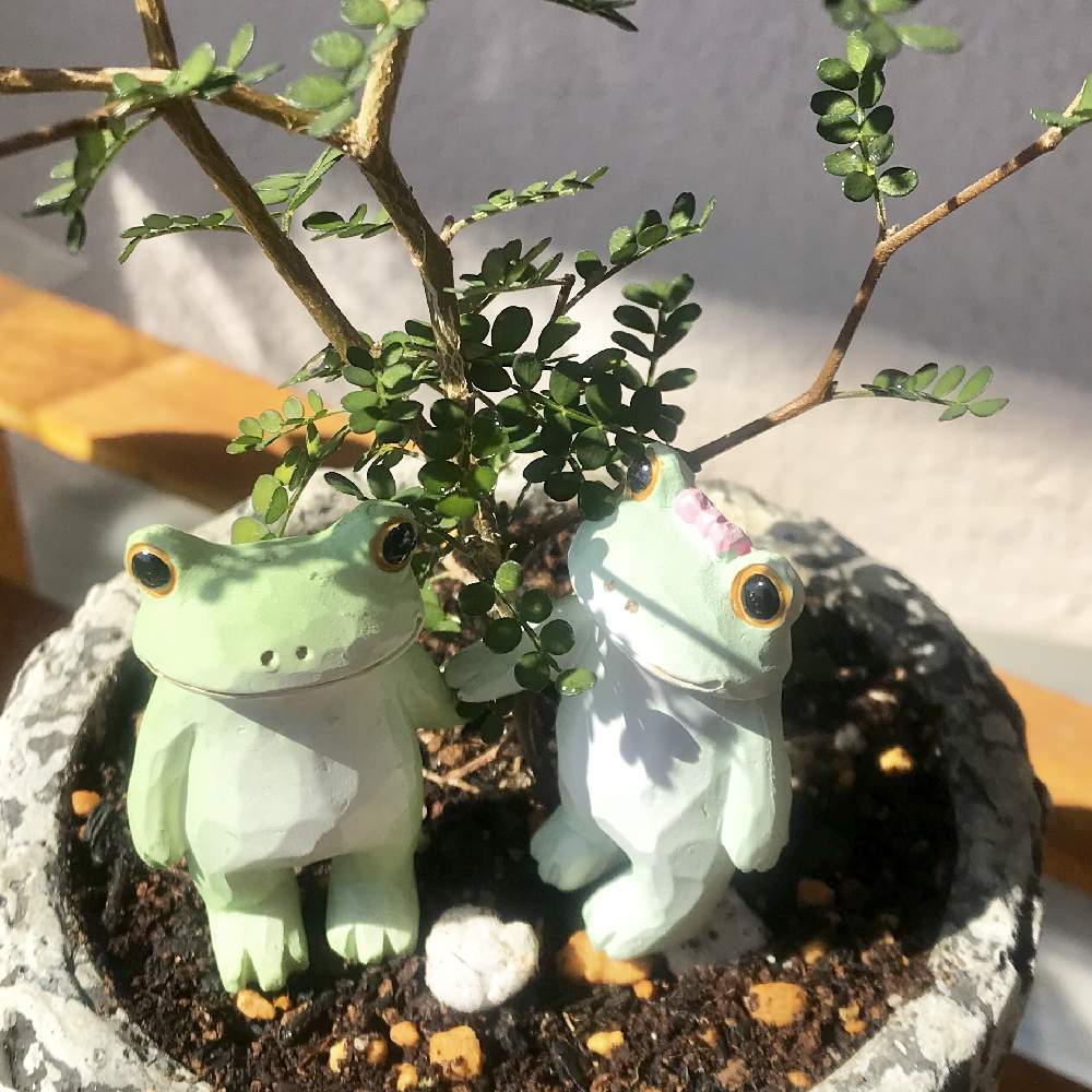 バルコニー/ベランダの画像 by けろやさん | バルコニー/ベランダとメルヘンの木♥と楽しくゆこうカエル祭りとコポーと寄り添ってとソフォラ ミクロフィラ リトルベイビーとコポミちゃんとGSミニモニ。と台風21号被災者応援とソフォラリトルベイビー☆とソフォラミクロフィラと頑張れ♡yoshikaさんと頑張れ♡えっことベランダーとカエルと頑張れ♡ばぁばさん