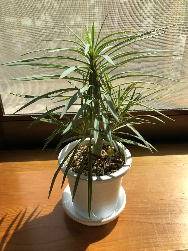 インテリアの画像 by サボさん | インテリアとモンキーツリーと観葉植物と❤️いいね、ありがとうとお部屋に飾る