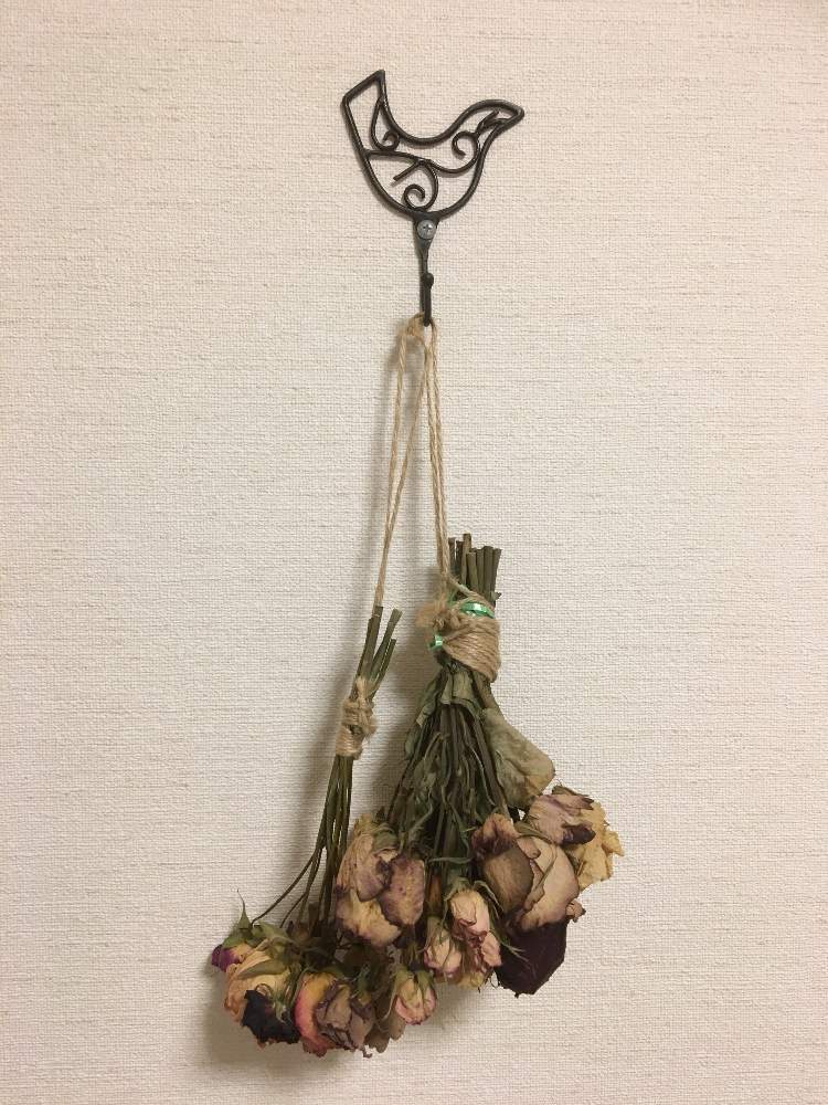 デスクの画像 by La Vie en roseさん | デスクとキュンキュン乙女倶楽部と小山内健とばら バラ 薔薇と薔薇愛同盟とバラの育て方と薔薇のお手入れとbeginner rose lessonと薔薇の年間おていれと新米ロザリアンと薔薇の初心者教室と花のある暮らしと無農薬栽培とバラ・ミニバラとロザリアンとバラと相性が合う植物合わない植物とバラのお手入れとつるバラのお手入れ
