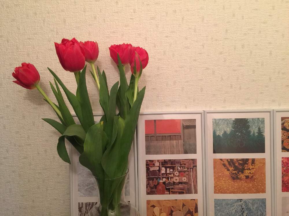 部屋の画像 by 京都みやんさん | 部屋とチューリップと切り花を楽しむと『早春に咲いた花』フォトコンテストとGS映えとGS日和と今日の一枚と写真加工なしとナチュラルスタイルと花のある暮らし