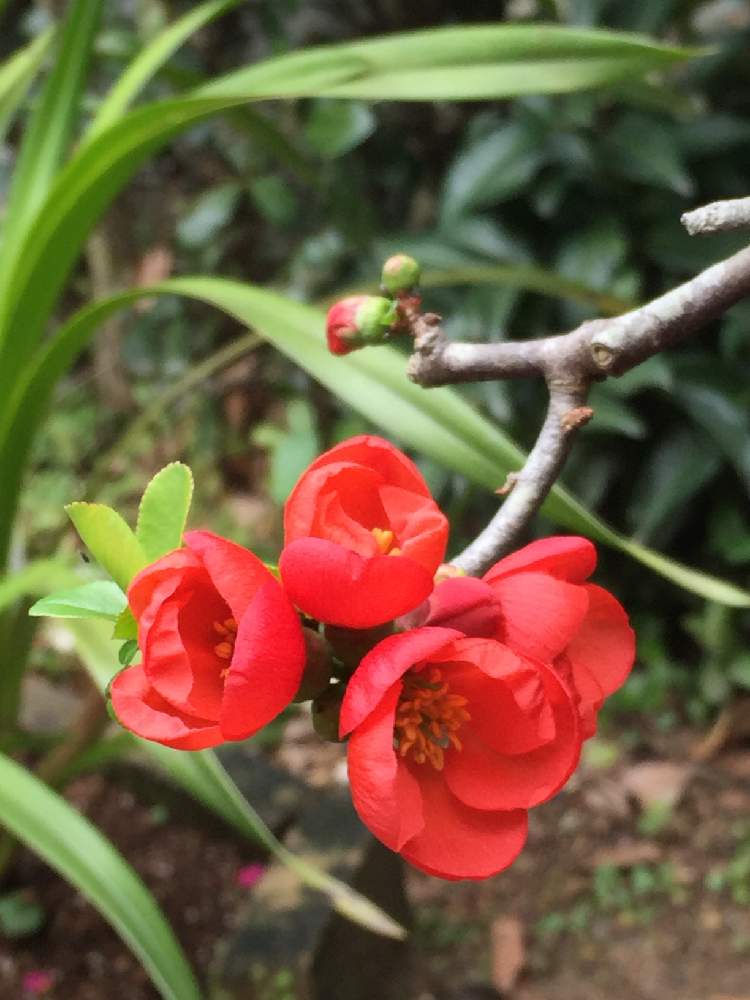 広い庭の画像 by いもさん | 広い庭と木瓜(ボケ)と庭の花と北の大地北海道と木瓜の花と植中毒と木瓜 ♪と花のある暮らしと被災地にエールを…。と頑張れ♡えっこ