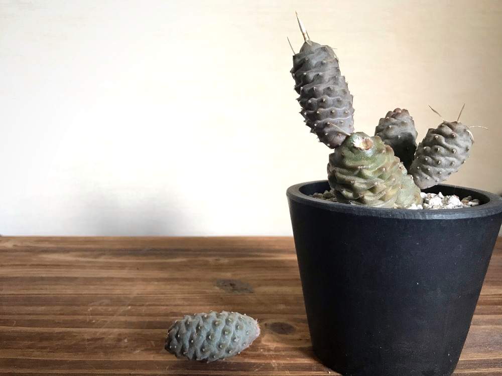 の画像 by hacciQさん | 松笠団扇とテフロカクタス属と多肉植物とサボテン科とサボテンの日とごめんなさい