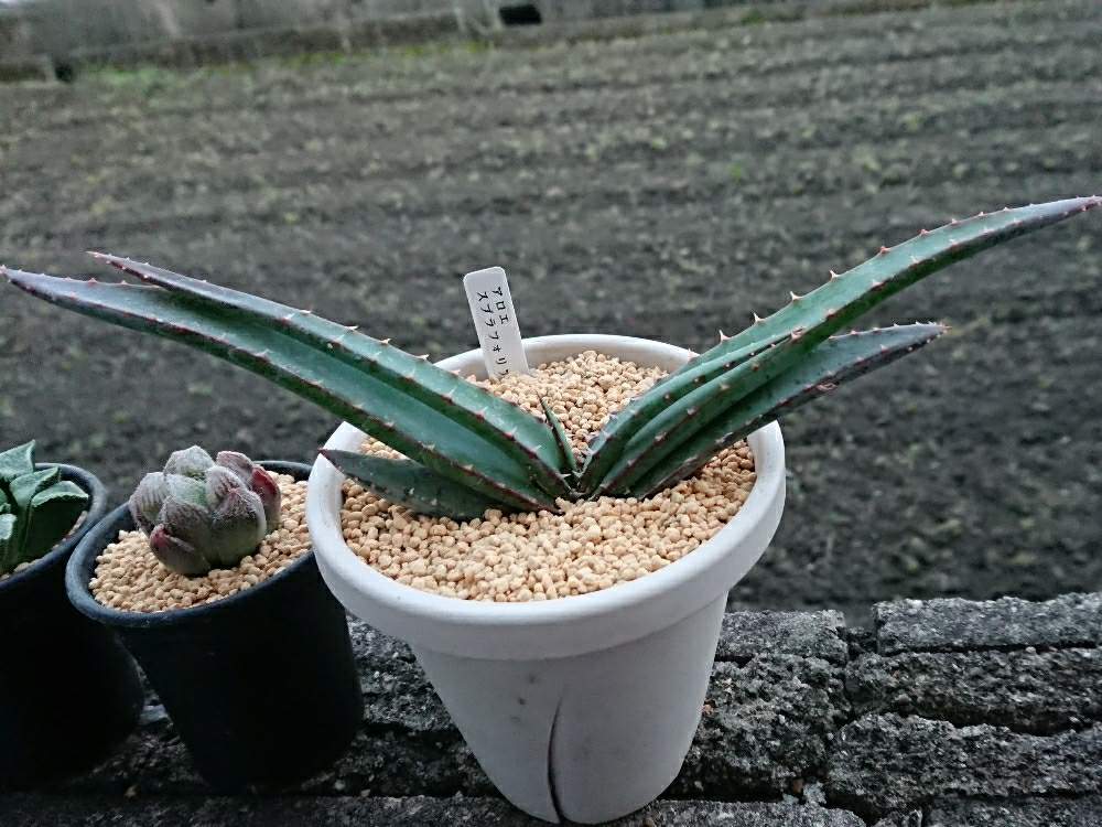 小さな庭の画像 by sunshine upさん | 小さな庭と多肉植物とアロエ科と多肉病と多肉大好きと男前多肉ちゃんとアロエ属と多肉女子とアロエさんとかわいいな♡とたにおたくらぶとタニクちゃんとアロエ スプラフォリアータ