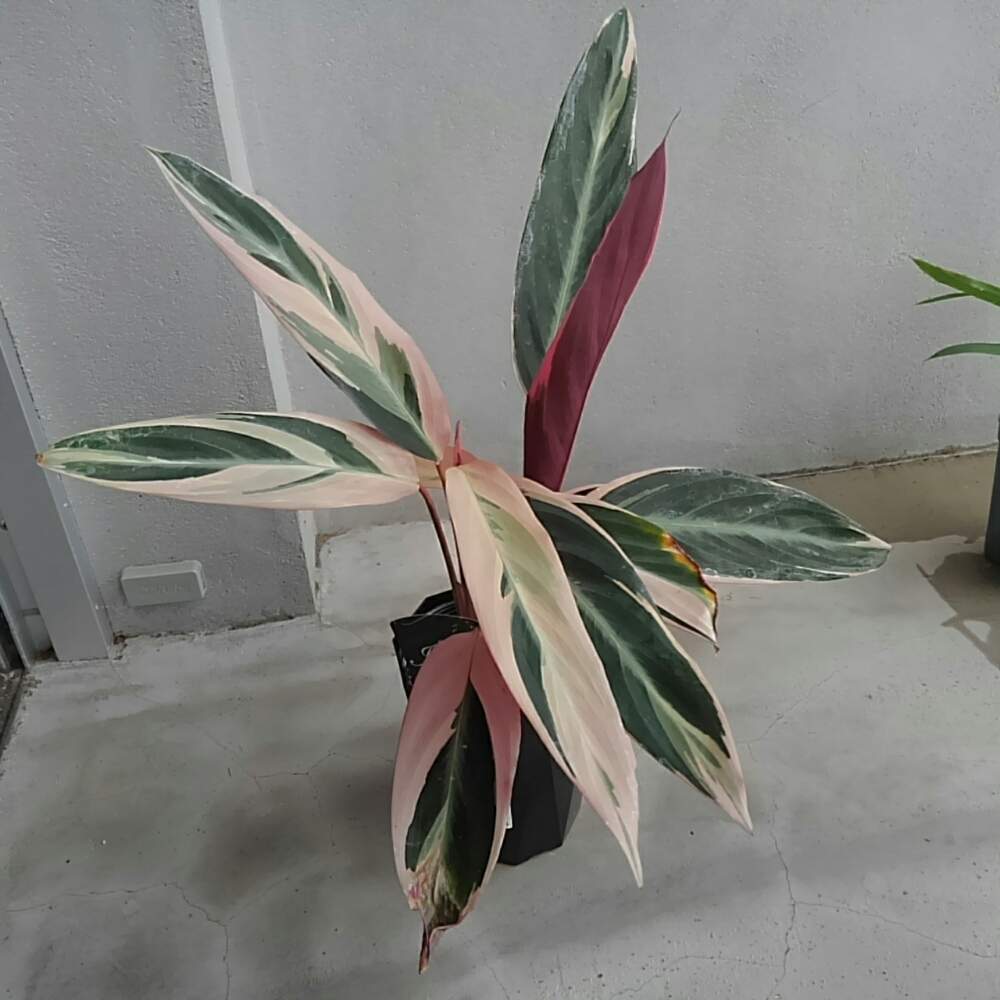 部屋の画像 by tannin8さん | 部屋とストロマンテトリオスターとHC産とno green no lifeと植物男子と観葉植物