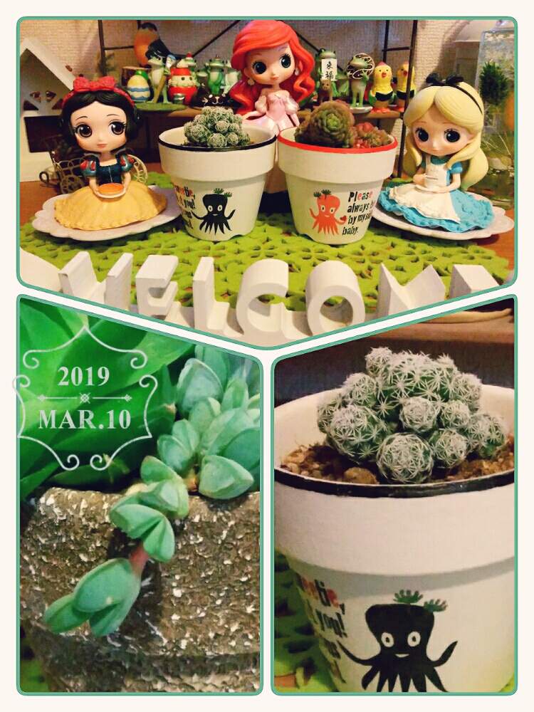玄関の画像 by ☆みなみ☆さん | 玄関と感動!と繋がりに感謝と今日も多肉三昧!と癒しをありがとうとトトの日とサボテンの日と私の癒し系達♡と今日の見~つけた!と春の足音と今日もガンバロ!