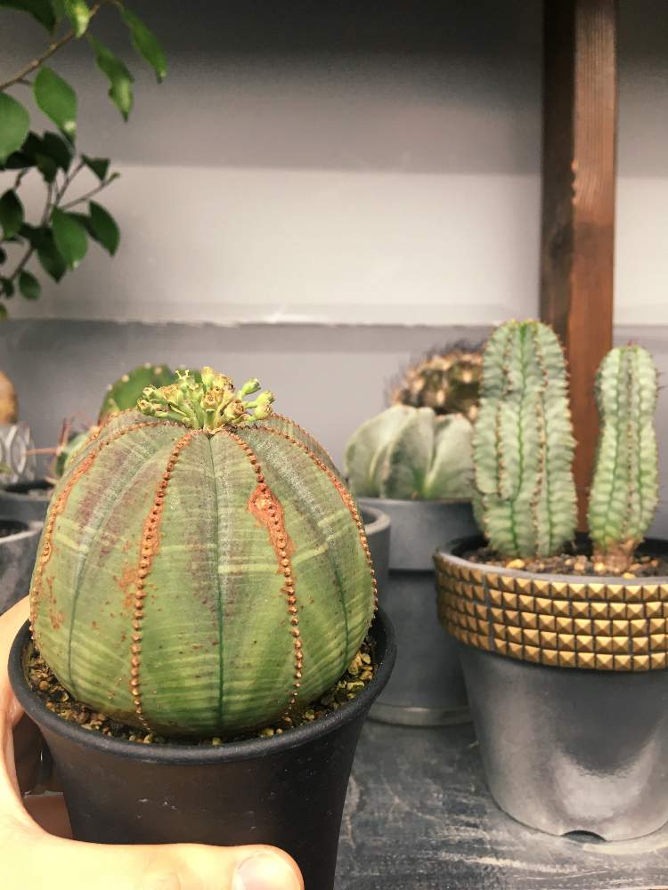 インテリアの画像 by youさん | インテリアとオベサとオシャレとGS映えとGS日和と植中毒とラブリコとhana farmとDIYとスタッズとスターウォーズと珍奇植物とユーフォルビアとバルコニスト